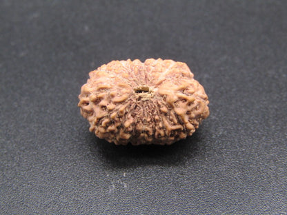 16 Mukhi Indonesia Natural Rudraksha 18.30 mm Rudraksha Report No. RDQ0044306