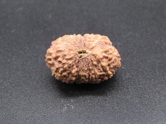 16 Mukhi Indonesia Natural Rudraksha 18.30 mm Rudraksha Report No. RDQ0044306