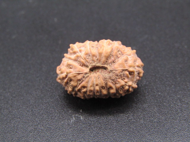 16 Mukhi Indonesia Natural Rudraksha 18.30 mm Rudraksha Report No. RDQ0044306