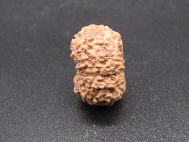 16 Mukhi Indonesia Natural Rudraksha 18.30 mm Rudraksha Report No. RDQ0044306