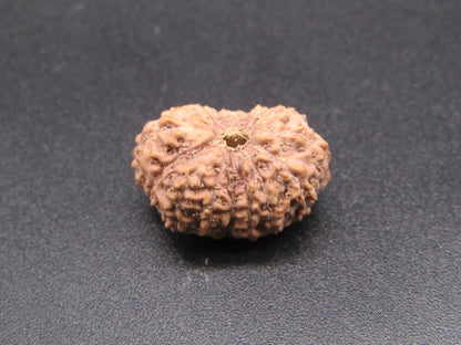 16 Mukhi Indonesia Natural Rudraksha 18.30 mm Rudraksha Report No. RDQ0044306