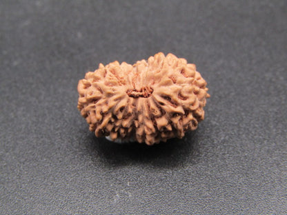 16 Mukhi Indonesia Natural Rudraksha 18.26 mm Rudraksha Report No. RDQ0044307