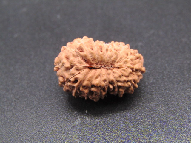 16 Mukhi Indonesia Natural Rudraksha 18.26 mm Rudraksha Report No. RDQ0044307