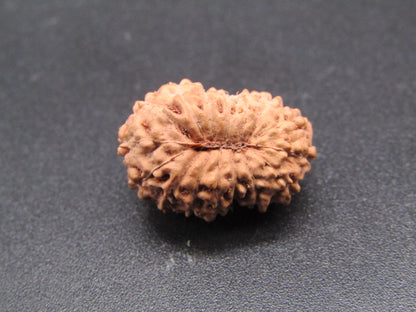 16 Mukhi Indonesia Natural Rudraksha 18.26 mm Rudraksha Report No. RDQ0044307