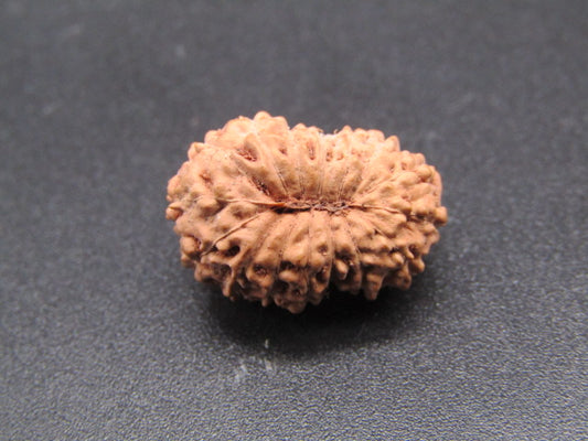 16 Mukhi Indonesia Natural Rudraksha 18.26 mm Rudraksha Report No. RDQ0044307