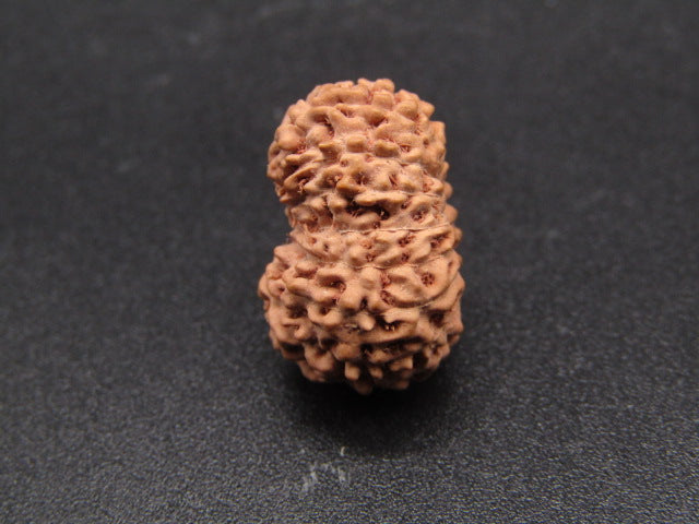 16 Mukhi Indonesia Natural Rudraksha 18.26 mm Rudraksha Report No. RDQ0044307