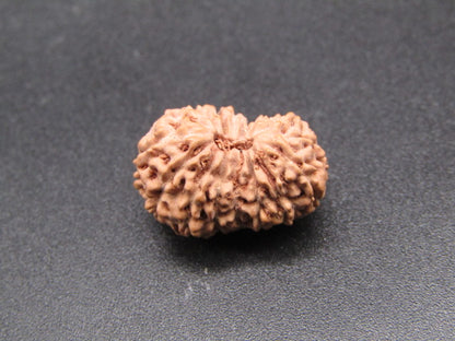 16 Mukhi Indonesia Natural Rudraksha 18.26 mm Rudraksha Report No. RDQ0044307