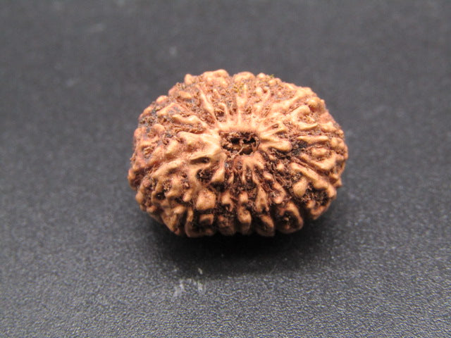 16 Mukhi Indonesia Natural Rudraksha 19.61 mm Rudraksha Report No. RDQ0044308