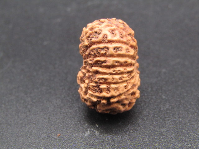 16 Mukhi Indonesia Natural Rudraksha 19.61 mm Rudraksha Report No. RDQ0044308