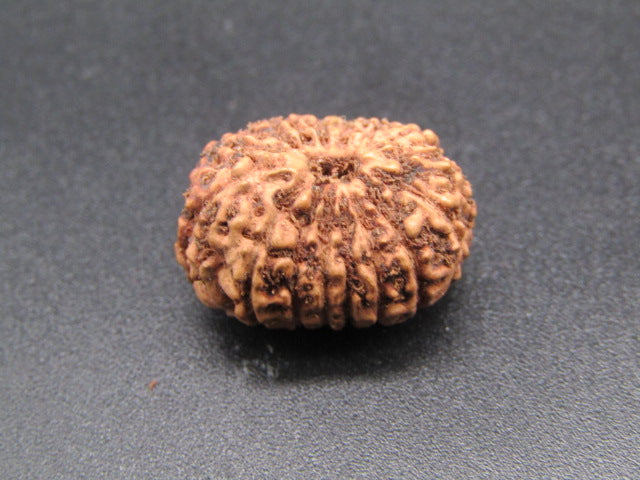 16 Mukhi Indonesia Natural Rudraksha 19.61 mm Rudraksha Report No. RDQ0044308