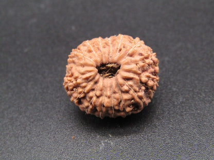 16 Mukhi Indonesia Natural Rudraksha 18.23 mm Rudraksha Report No. RDQ0044310
