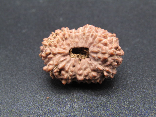 16 Mukhi Indonesia Natural Rudraksha 20.87 mm Rudraksha Report No. RDQ0044311