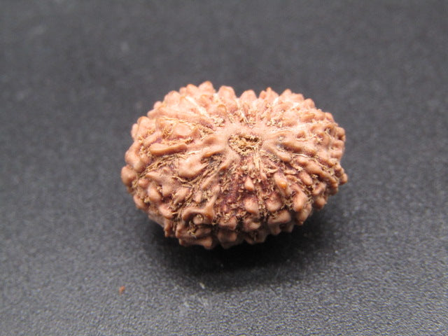 16 Mukhi Indonesia Natural Rudraksha 18.80 mm Rudraksha Report No. RDQ0044312