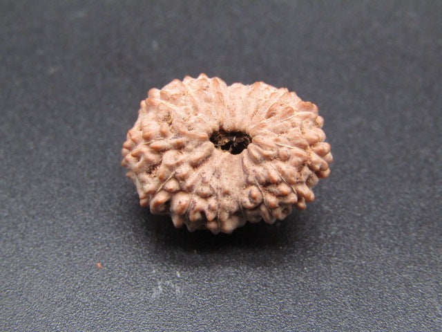 16 Mukhi Indonesia Natural Rudraksha 19.06 mm Rudraksha Report No. RDQ0044313