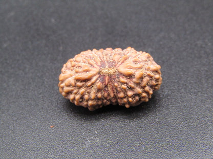 16 Mukhi Indonesia Natural Rudraksha 18.90 mm Rudraksha Report No. RDQ0044314