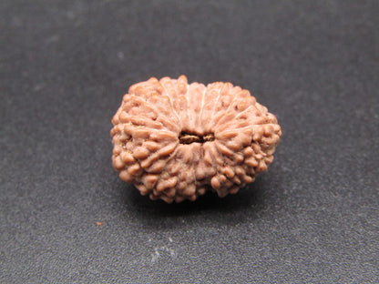 16 Mukhi Indonesia Natural Rudraksha 18.74 mm Rudraksha Report No. RDQ0044315