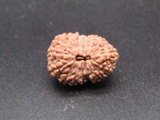 16 Mukhi Indonesia Natural Rudraksha 18.74 mm Rudraksha Report No. RDQ0044315