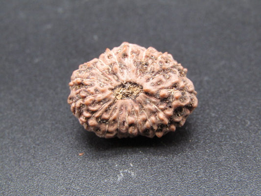 17 Mukhi Indonesia Natural Rudraksha 19.55 mm Rudraksha Report No. RDQ0044316