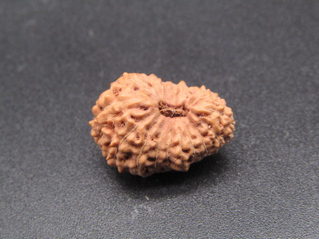 17 Mukhi Indonesia Natural Rudraksha 17.85 mm Rudraksha Report No. RDQ0044317