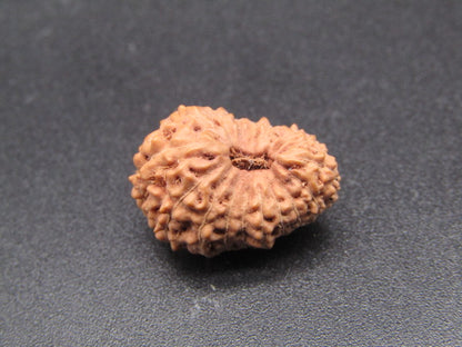 17 Mukhi Indonesia Natural Rudraksha 17.85 mm Rudraksha Report No. RDQ0044317
