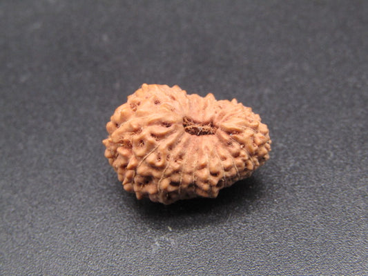 17 Mukhi Indonesia Natural Rudraksha 17.85 mm Rudraksha Report No. RDQ0044317