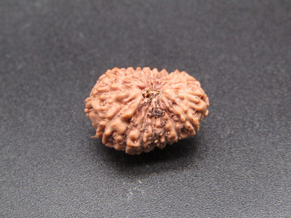 17 Mukhi Indonesia Natural Rudraksha 17.56 mm Rudraksha Report No. RDQ0044318