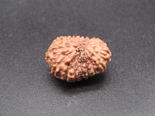 17 Mukhi Indonesia Natural Rudraksha 17.56 mm Rudraksha Report No. RDQ0044318