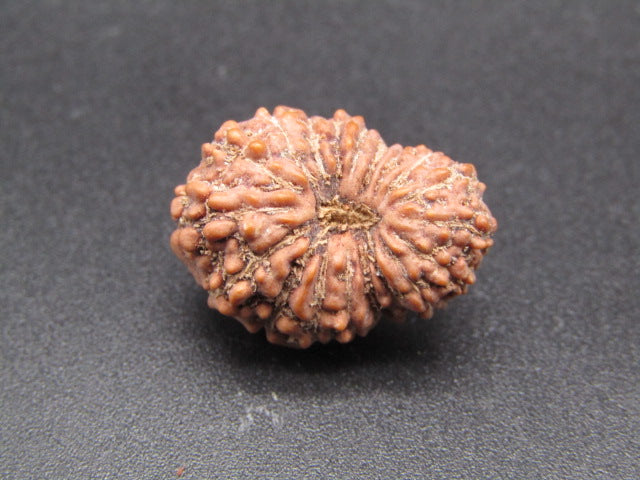 17 Mukhi Indonesia Natural Rudraksha 20.75 mm Rudraksha Report No. RDQ0044320
