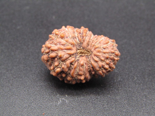 17 Mukhi Indonesia Natural Rudraksha 20.75 mm Rudraksha Report No. RDQ0044320