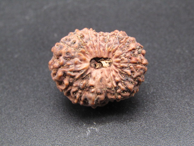 17 Mukhi Indonesia Natural Rudraksha 21.22 mm Rudraksha Report No. RDQ0044321