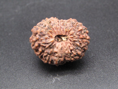17 Mukhi Indonesia Natural Rudraksha 21.22 mm Rudraksha Report No. RDQ0044321