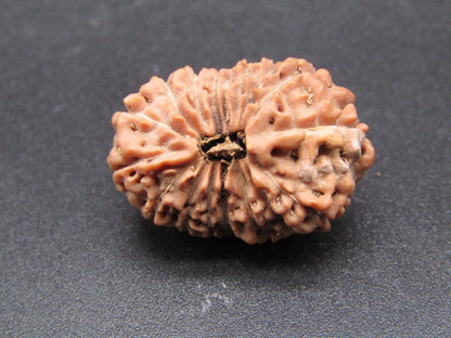 17 Mukhi Indonesia Natural Rudraksha 24.04 mm Rudraksha Report No. RDQ0044322