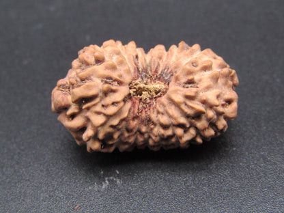 17 Mukhi Indonesia Natural Rudraksha 26.85 mm Rudraksha Report No. RDQ0044323