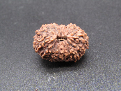 17 Mukhi Indonesia Natural Rudraksha 18.54 mm Rudraksha Report No. RDQ0044324