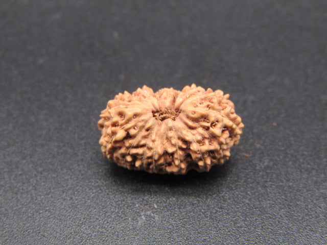 17 Mukhi Indonesia Natural Rudraksha 18.00 mm Rudraksha Report No. RDQ0044325