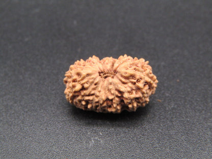 17 Mukhi Indonesia Natural Rudraksha 18.00 mm Rudraksha Report No. RDQ0044325