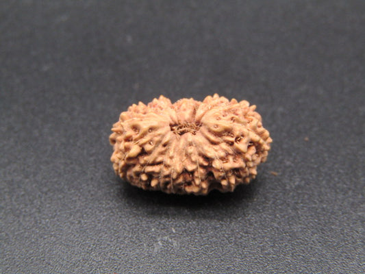 17 Mukhi Indonesia Natural Rudraksha 18.00 mm Rudraksha Report No. RDQ0044325