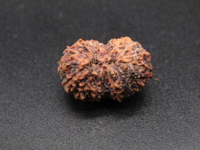17 Mukhi Indonesia Natural Rudraksha 18.18 mm Rudraksha Report No. RDQ0044326
