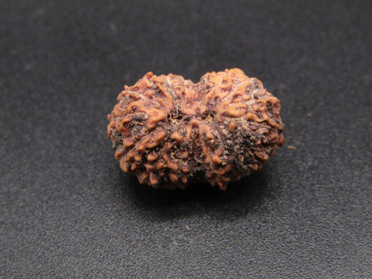17 Mukhi Indonesia Natural Rudraksha 18.18 mm Rudraksha Report No. RDQ0044326