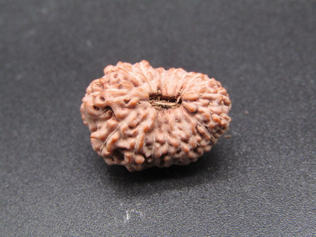 17 Mukhi Indonesia Natural Rudraksha 19.00 mm Rudraksha Report No. RDQ0044327