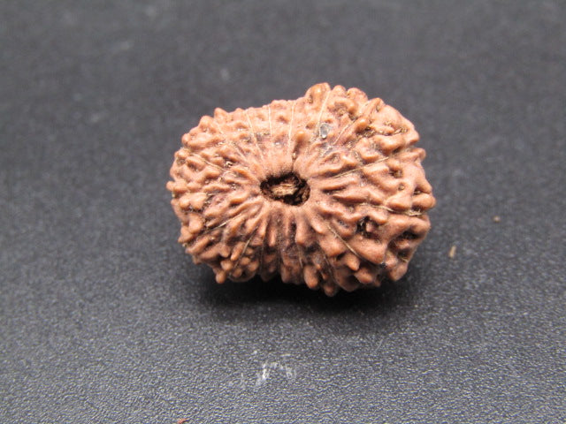 17 Mukhi Indonesia Natural Rudraksha 19.12 mm Rudraksha Report No. RDQ0044328