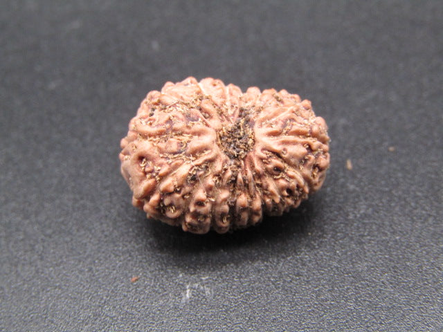17 Mukhi Indonesia Natural Rudraksha 18.46 mm Rudraksha Report No. RDQ0044329