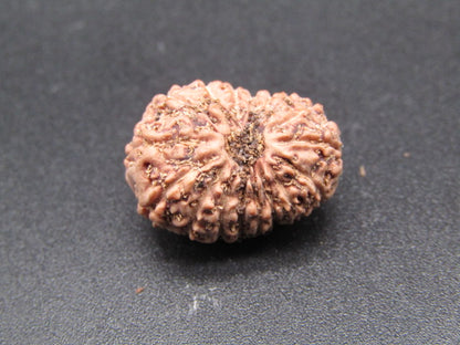 17 Mukhi Indonesia Natural Rudraksha 18.46 mm Rudraksha Report No. RDQ0044329