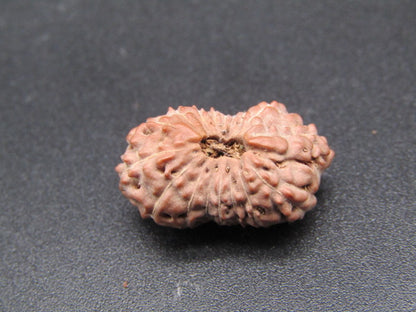 17 Mukhi Indonesia Natural Rudraksha 20.45 mm Rudraksha Report No. RDQ0044331