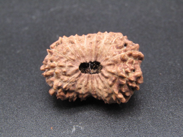 17 Mukhi Indonesia Natural Rudraksha 24.12 mm Rudraksha Report No. RDQ0044332