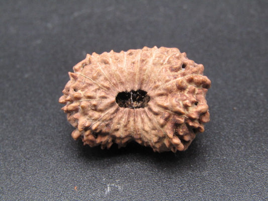 17 Mukhi Indonesia Natural Rudraksha 24.12 mm Rudraksha Report No. RDQ0044332