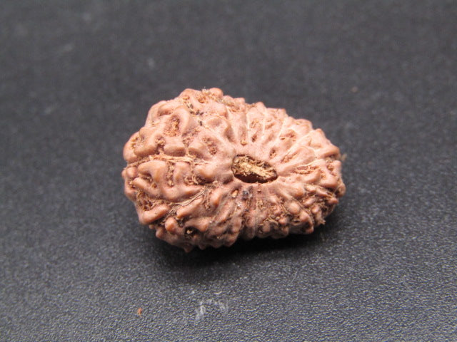 17 Mukhi Indonesia Natural Rudraksha 19.68 mm Rudraksha Report No. RDQ0044333