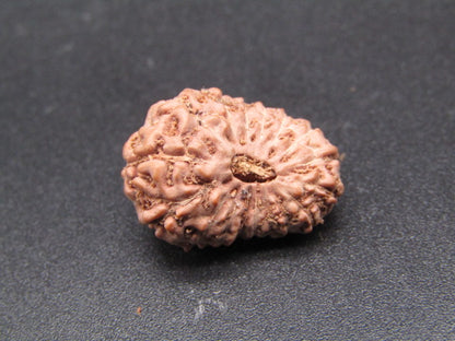17 Mukhi Indonesia Natural Rudraksha 19.68 mm Rudraksha Report No. RDQ0044333