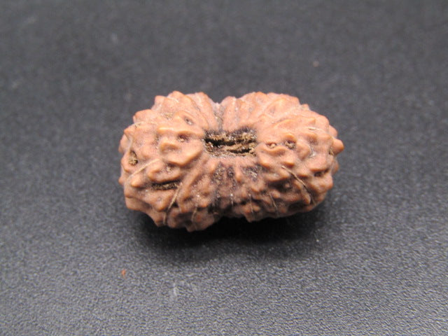 17 Mukhi Indonesia Natural Rudraksha 19.90 mm Rudraksha Report No. RDQ0044334