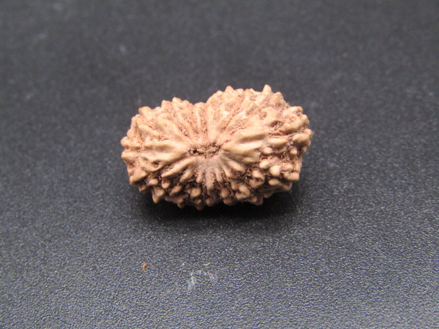 17 Mukhi Indonesia Natural Rudraksha 18.00 mm Rudraksha Report No. RDQ0044335